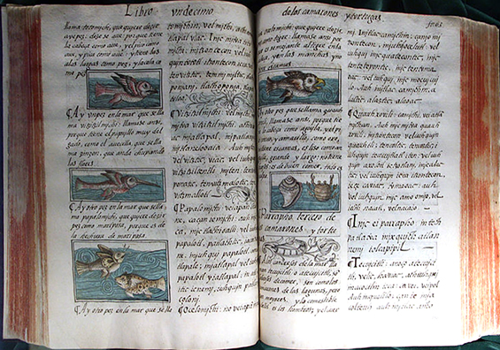 Codex Florentinus als Beispiel für den Analogismus 1576