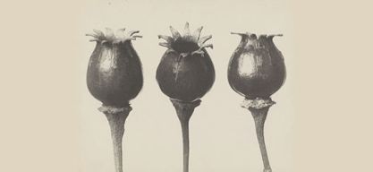 Karl Blossfeldt – Photographie im Licht der Kunst 